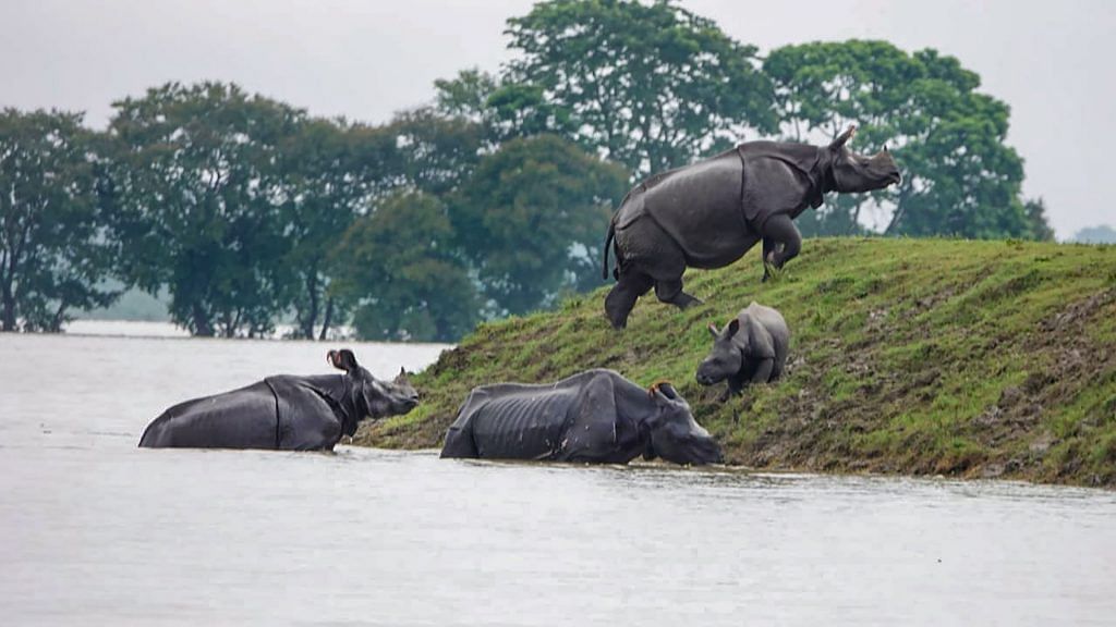 One-horned rhinos seen moving to an elevated area following floods due to incessant monsoon rainfall in Kaziranga National Park | PTI