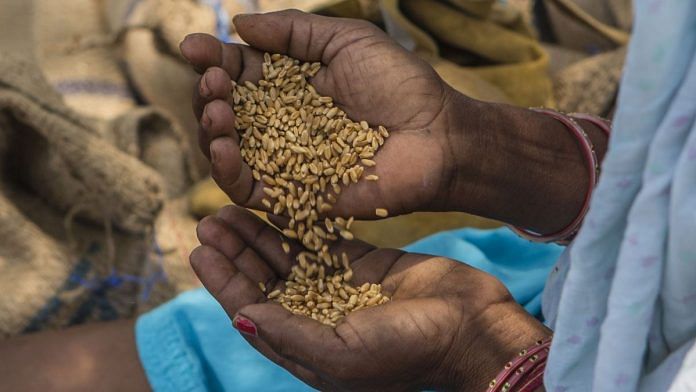 Representational image for wheat | Photo: Bloomberg