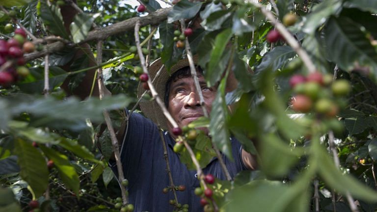 Everyone wants fancy coffee, but the farmers growing it are in crisis