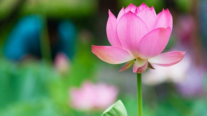 A lotus plant | Photo: Commons