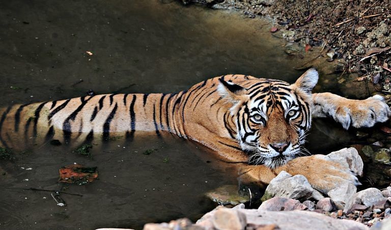 Indian forests don’t have space for more tigers. What will the tiger lobby do now?