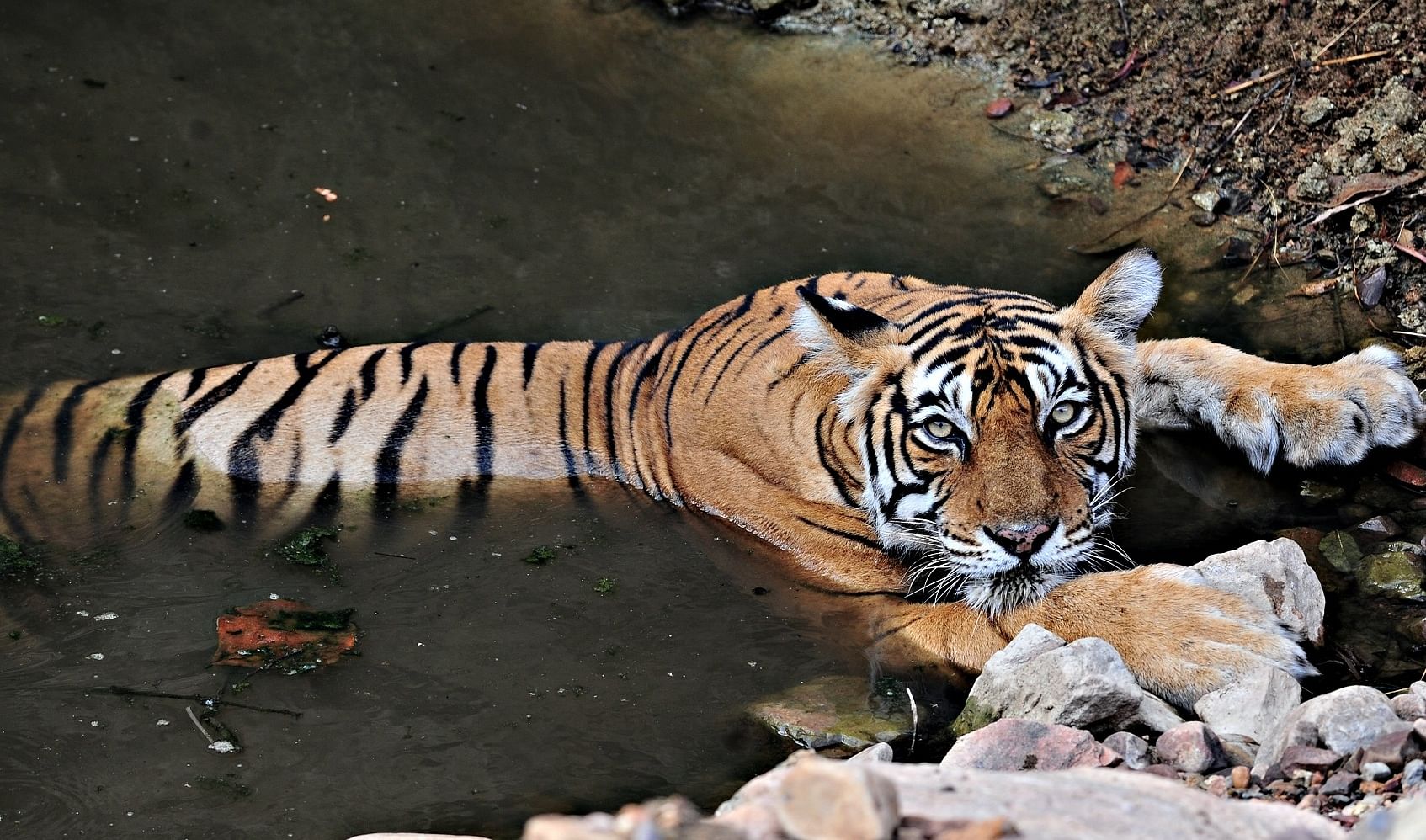 Indian forests out of space for more tigers What will tiger lobby do now