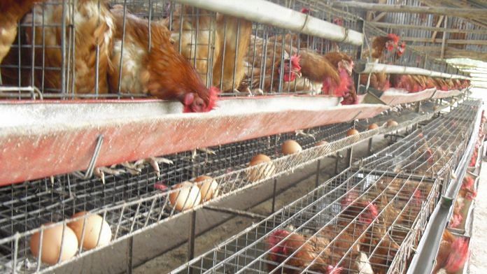 Poultry farm (Representative Image) | Commons