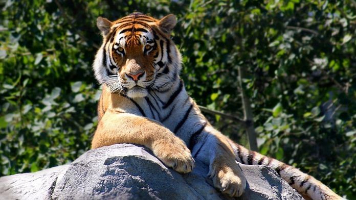 Tiger - (Representational Image) | Pixabay