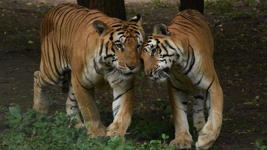 Tigers at Sarthana National Park in Surat