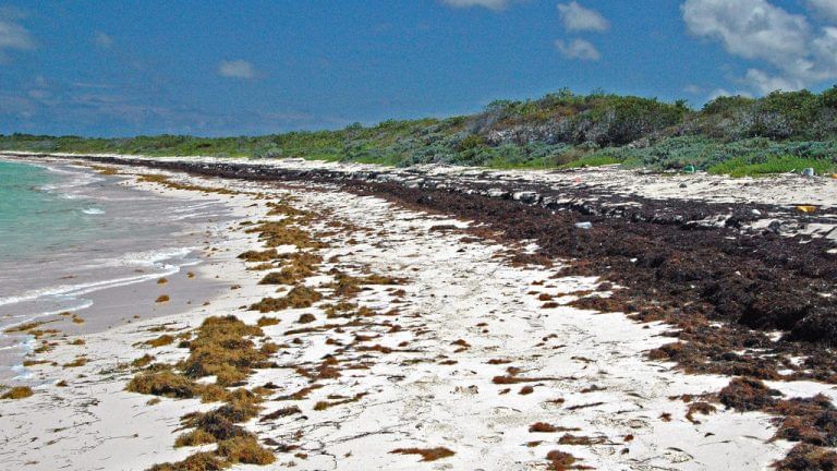 A 550 km-long mass of rotting seaweed is heading for Mexico’s beaches