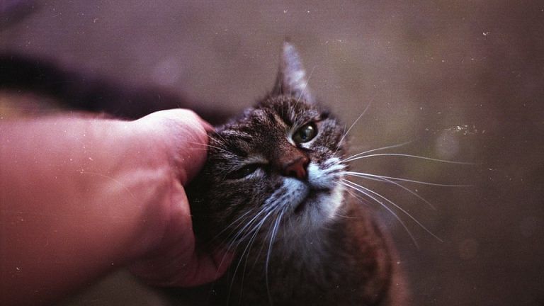 Here’s how to pet your cat, according to science