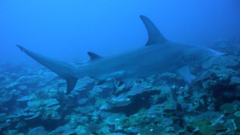 New study shows hundreds of sharks and rays entangled in discarded fishing nets, ropes