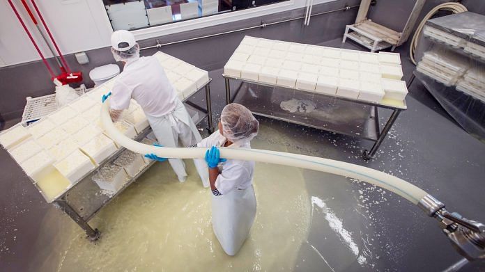 Employees fill molds with milk curds and whey at a cheese facility in Nicasio, California.