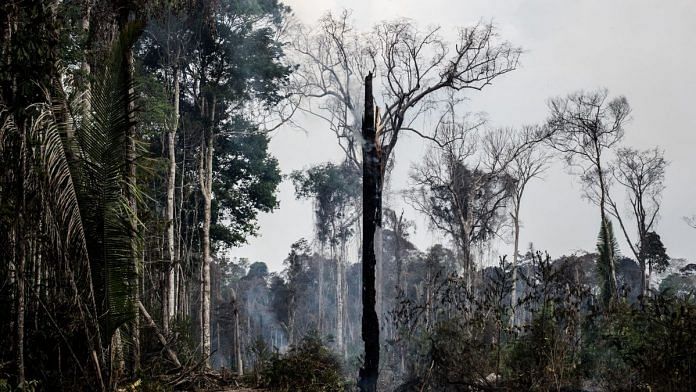 A tree sits on fire in the Amazon rainforest in Porto Velho, Rondonia state in Brazil on 25 August.