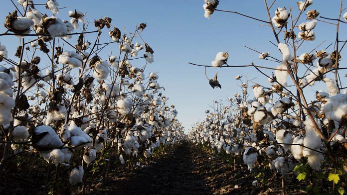 Cotton buds - Louisiana