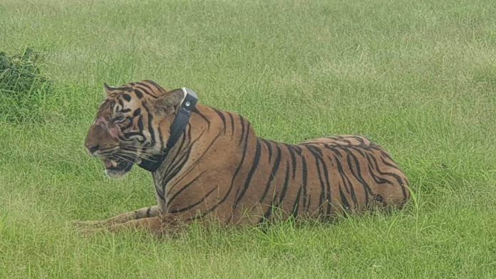The tiger was released in new territory after tranquilisation | Sanjeev Sharma