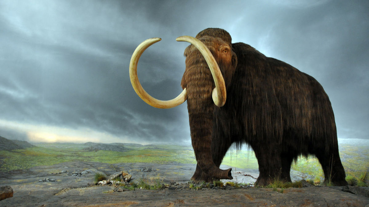 DSC_0017 A woolly mammoth (representational image) | Commons