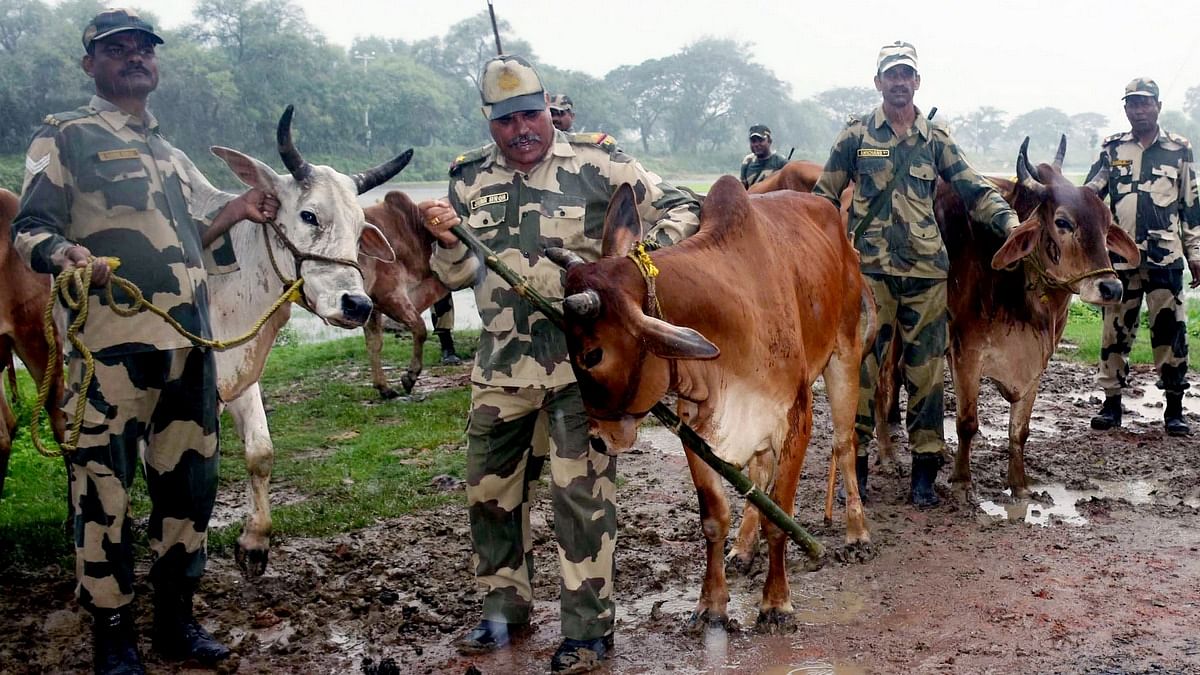 cattle BSF personnel arrested 3 Cattle smugglers and Cattles near the India Bangladesh border at Basirhat, West Bengal | ANI