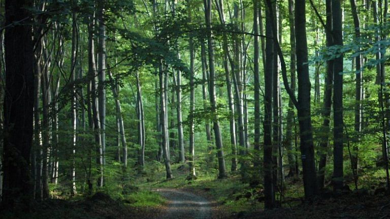 This search engine is planting trees every time you browse