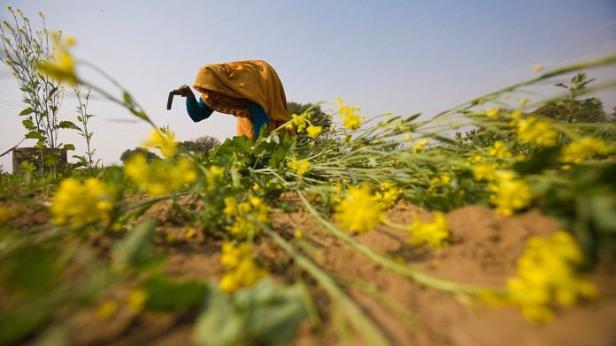 A farmer cuts mustard in a mustard field in the outskirts of Jaipur | Photo: Prashanth Vishwanathan | Bloomberg