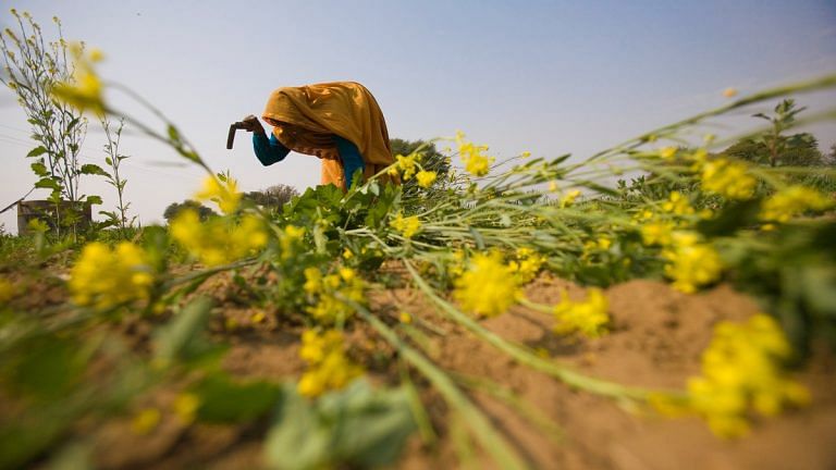Modi govt hikes rabi crops’ MSP, pulses and oilseeds see bigger jumps than wheat