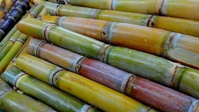 Sugarcane (representative image) | pxhere