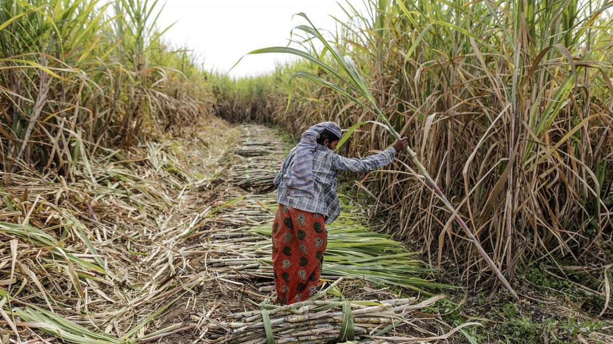 India’s bumper cane crop will cause a global sugar glut again in 2020 ...