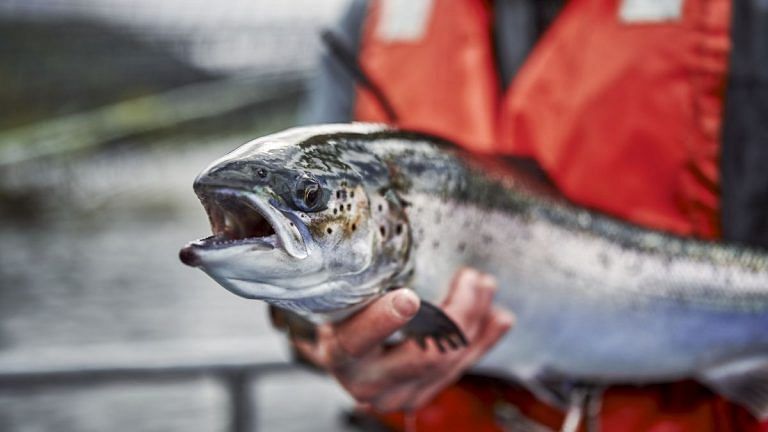 Salmon farmers are trying to breed more climate change-resistant fish