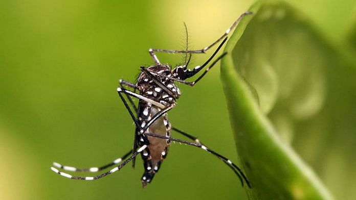 Dengue-causing Aedes aegypti mosquito