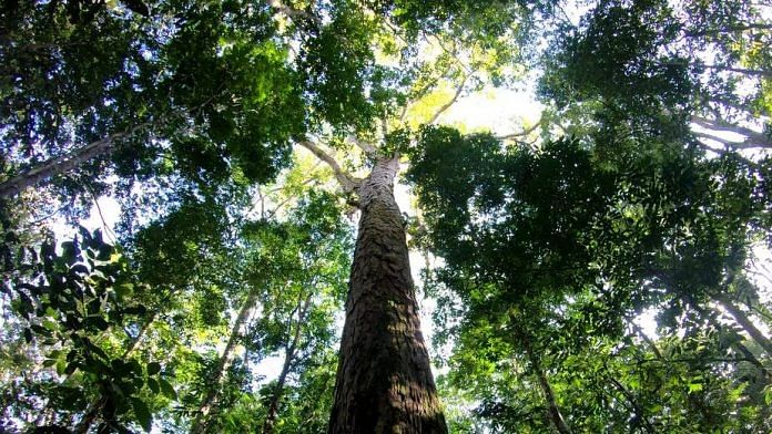 The Amazon’s new record-breaking tree. | Photo: Tobias Jackson