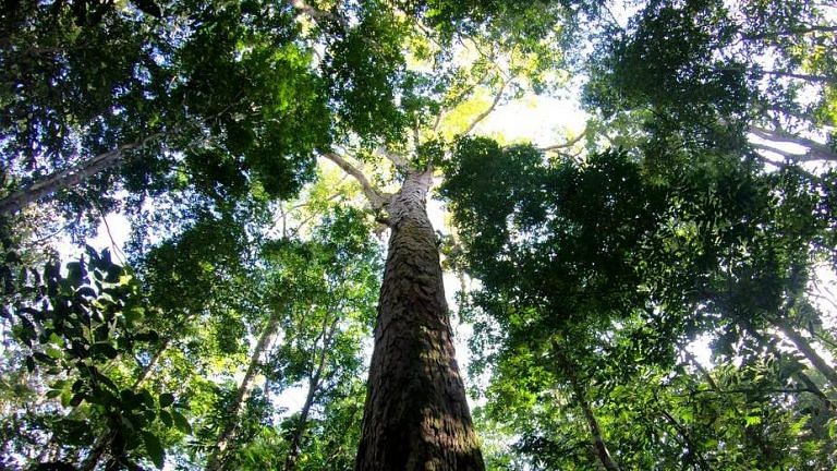 Amazon’s tallest tree has suddenly grown even taller, but scientists can’t figure out how