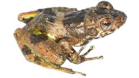 Mantidactylus frogs