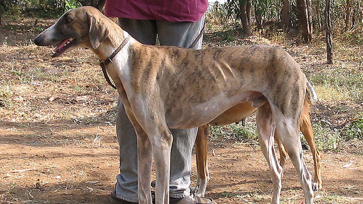 Desi Mudhol hunting hounds to help Army 