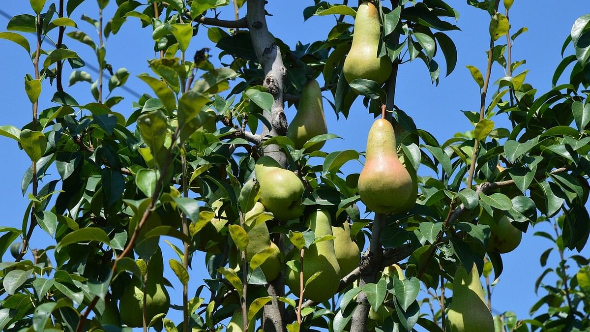 A Thriving Horticulture In Jammu and Kashmir