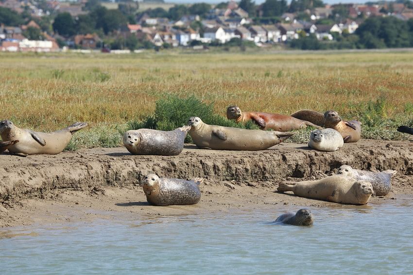 Seals near Thames