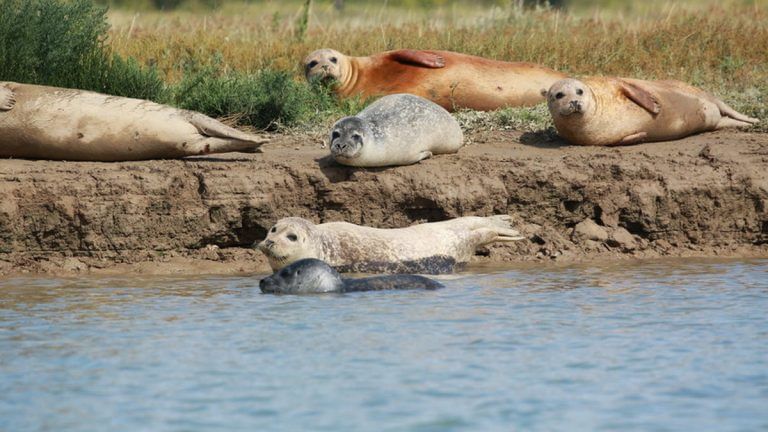London’s Thames has bounced back, and a large seal population is proof of it