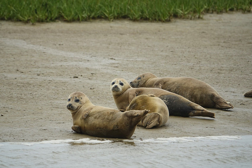 Seals near Thames