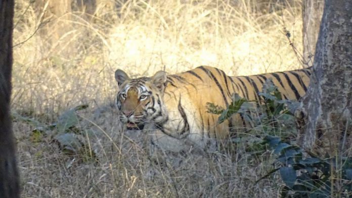 Pench National Park Has A Problem Of Two States And One Forest