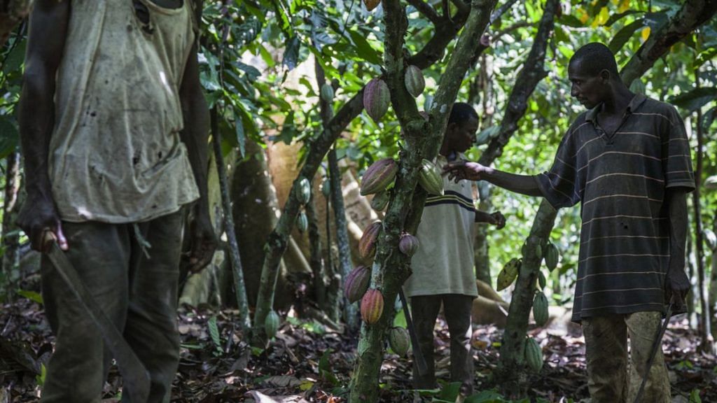 Workers harvest cocoa fruit from trees on a cocoa plantation in Agboville, Ivory Coast. | Photographer: Jose Cendon | Bloomberg