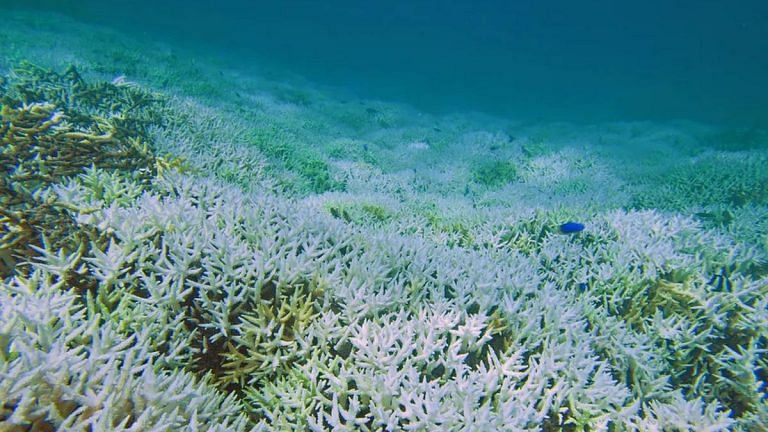 Surviving climate change, these super corals can handle acid, heat and suffocation