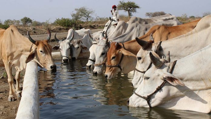 File photo of a herd of cows drinking water on the outskirts of Jabalpur