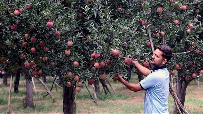 An apple farmer picks apples from a tree in his orchard in Anantnag district, Kashmir | Photo: ANI