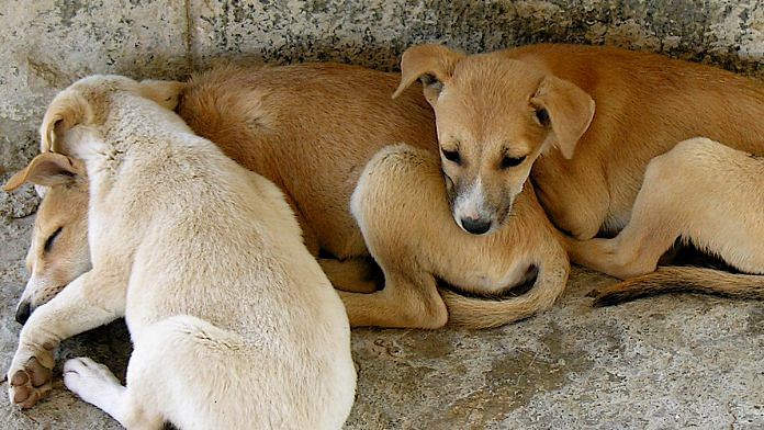 Indian dogs | Flickr