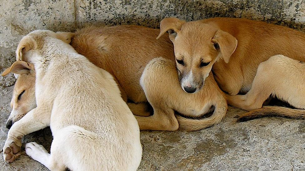 Veterinary services must go on, animals can't suffer during COVID-19, Modi  govt tells states