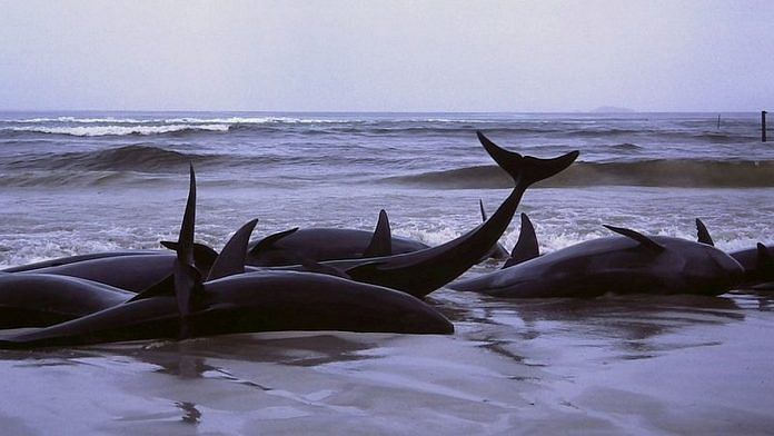 Representational image of beached or stranded whales