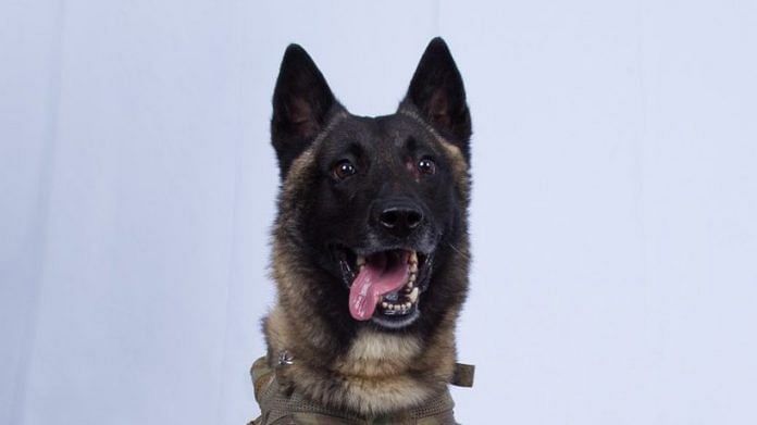 belgian malinois dog