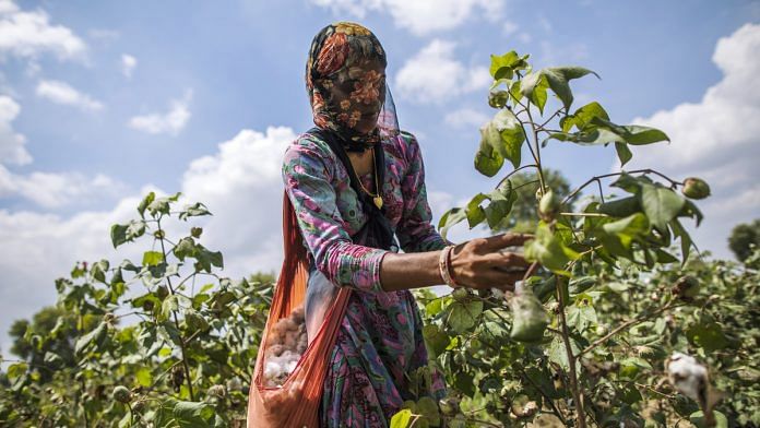 A farmer hand-picks cotton in a field in Dangad, Haryana. | Photographer: Prashanth Vishwanathan | Bloomberg
