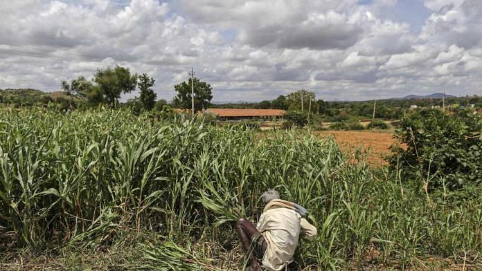 A farmer working in a field | Representational image | Dhiraj Singh | Bloomberg