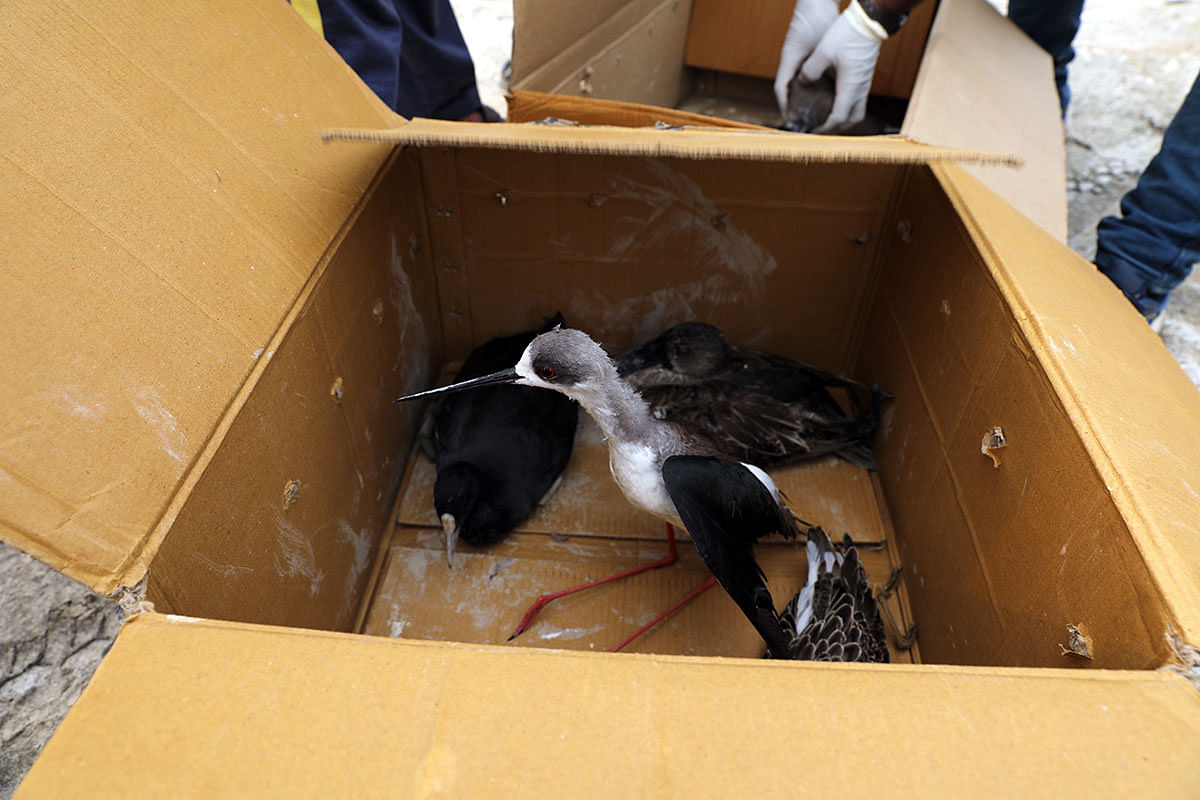 The cardboard box to carry live birds to safety. | Photo: Bahar Dutt