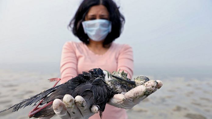 A dead bird found at Sambhar Lake, Rajasthan | Photo: Bahar Dutt