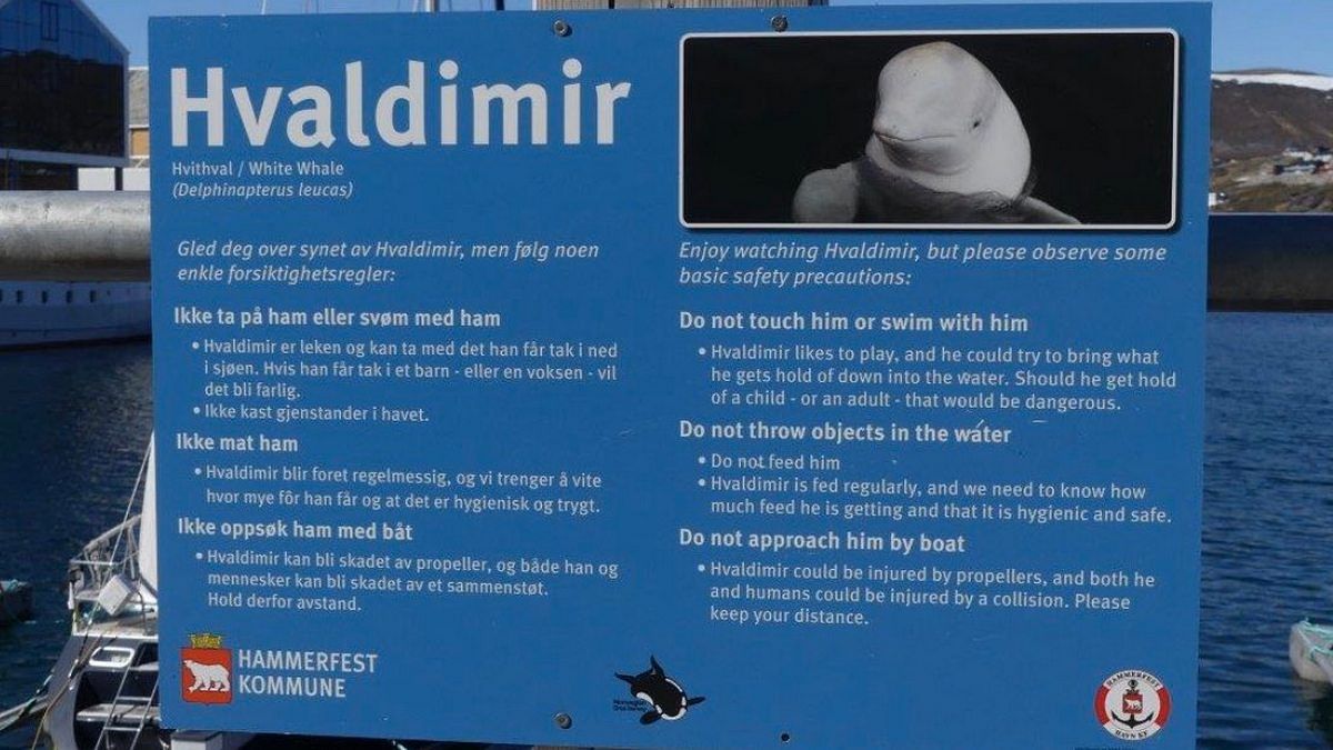 A notice to local, tourists about Hvaldimir 