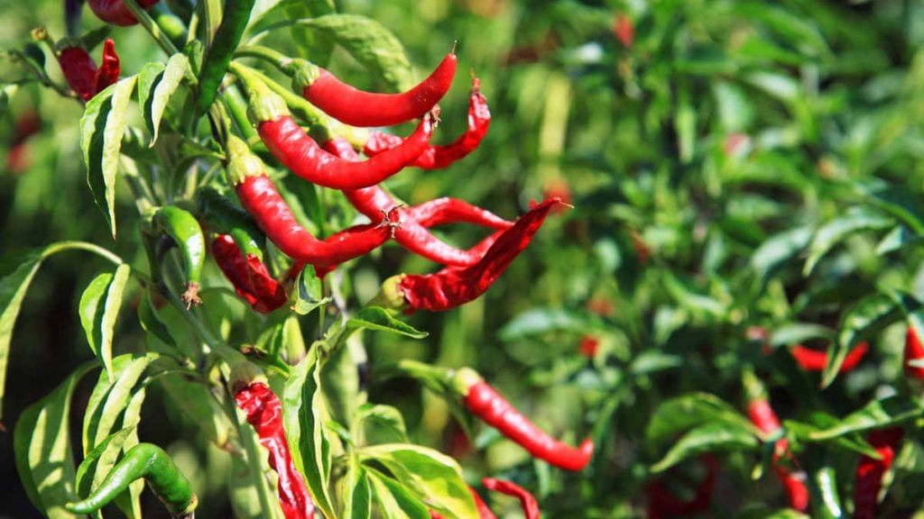 Chillies could be the next big trend in weight loss regimen