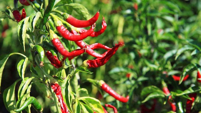 Capsaicin is an active ingredient in chillies that leads to higher metablism in teh human body | Petr Kratochvil | Needpix.com