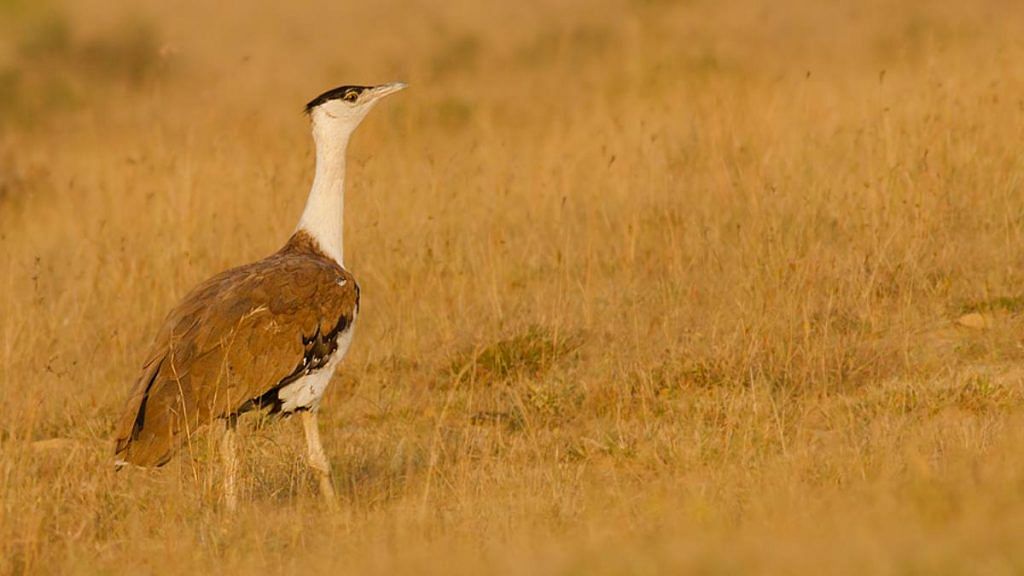 Great Indian Bustard | Commons